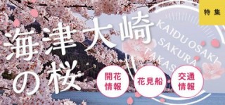 特集　海津大崎の桜